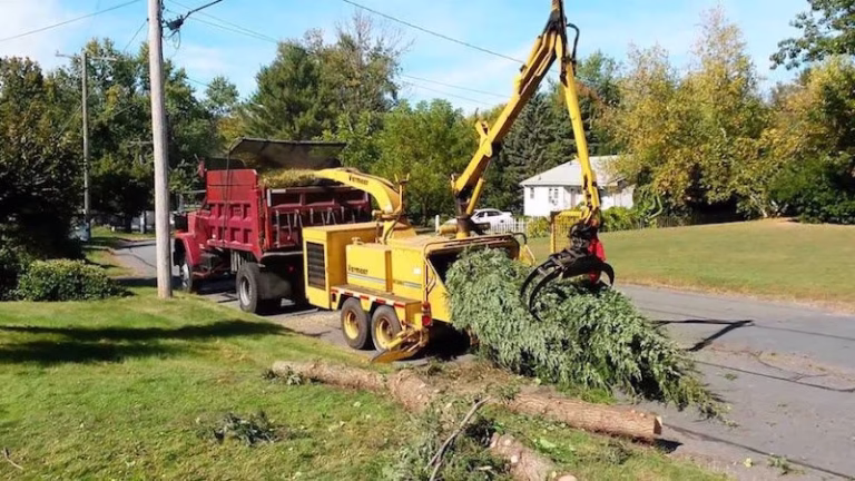 282884 cedar rapids tree service 768x432