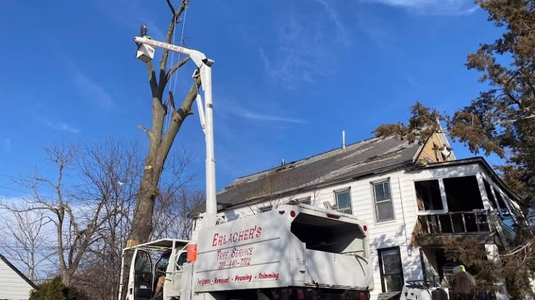 282902 erlachers tree service 768x432