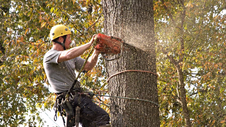 282991 a better cut tree services llc 768x432