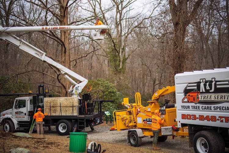 282997 kj tree service