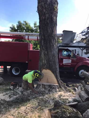 283002 a cut above tree service llc