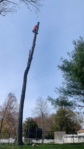 283004 jairos tree service