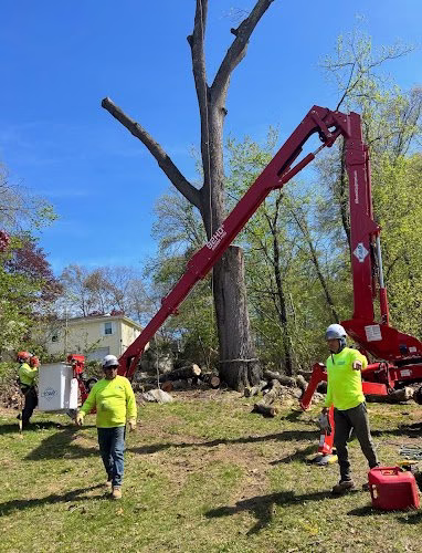 283014 paulo landscaping tree removal llc