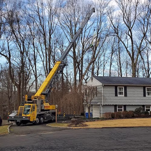 283039 a.kreta and son tree and stump removal