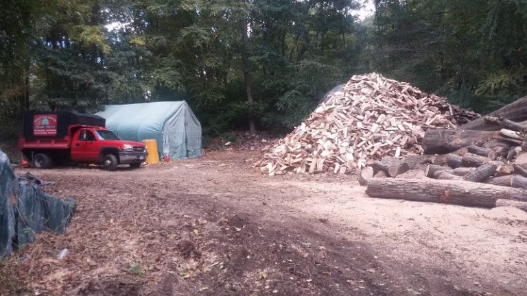 283041 family tree service 768x432