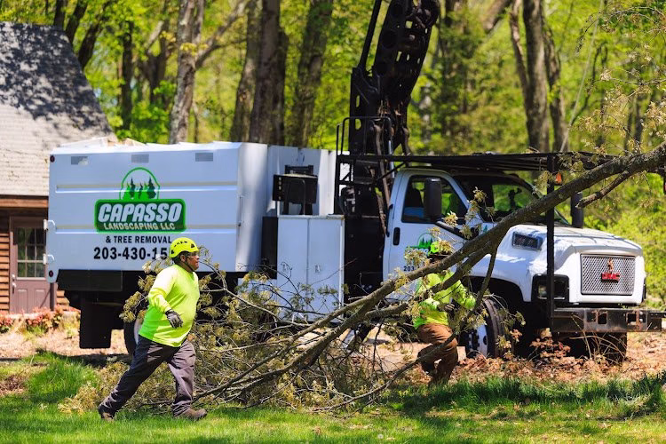 283056 capasso landscaping tree removal
