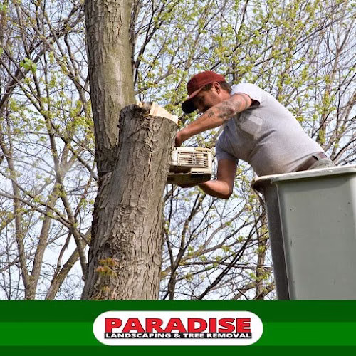 283085 paradise landscaping tree removal