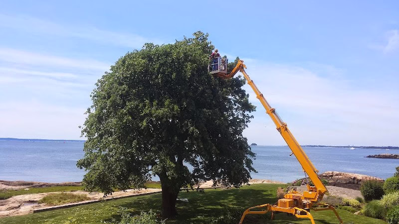 283096 sunrise tree care