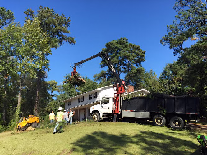 283117 greenwich tree removal
