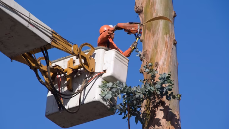 283136 sandoval tree service 768x432