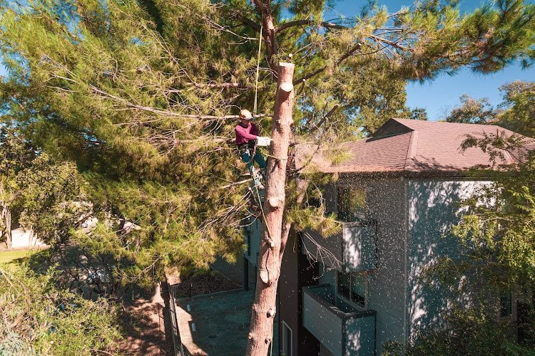 283150 galindo tree care