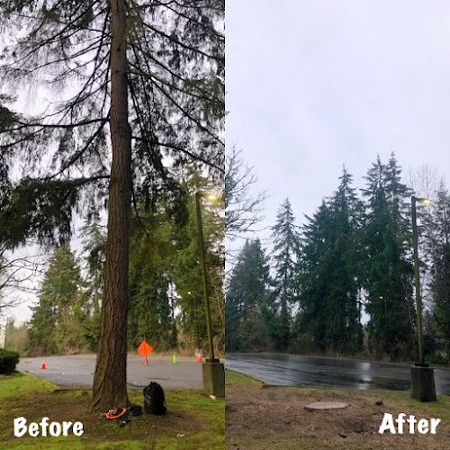 283226 new view tree and landscaping