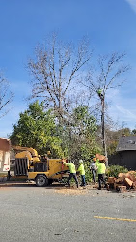 283232 skyline tree experts