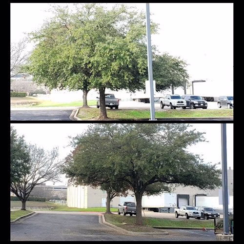 283292 austin tree team