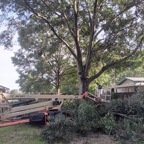 283356 tree down lafayette