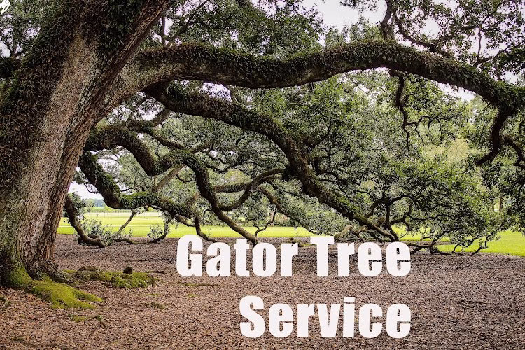 283379 gator tree service