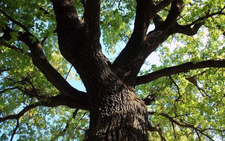 283385 aok services inc 768x480