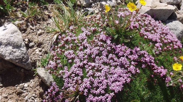 305679 pure property management of colorado 768x432