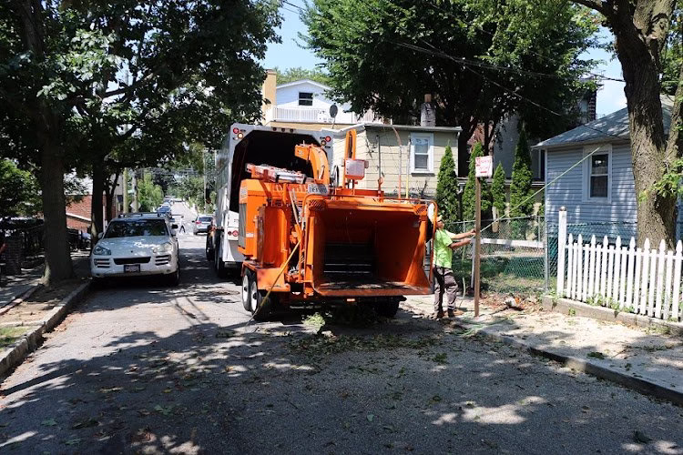 309277 manhattan tree removal