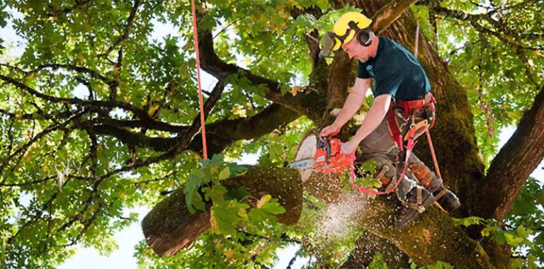 309284 affordable tree service bronx nyc 768x380