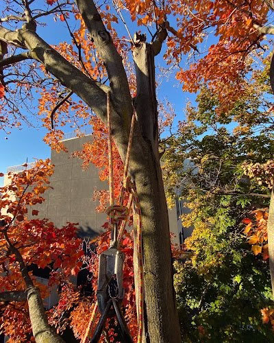 309288 power tree removal llc