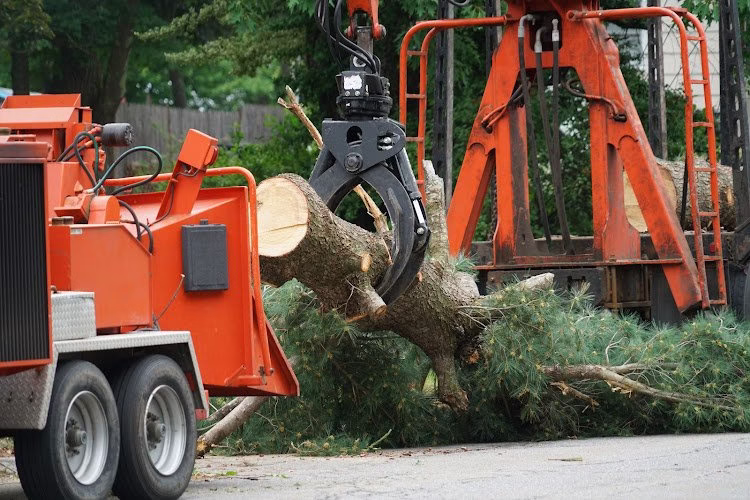 309292 barts bronx tree services