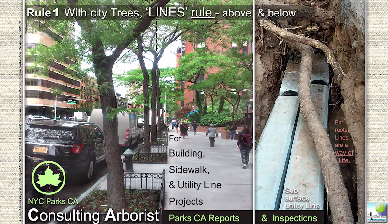 309298 high line consulting arborist