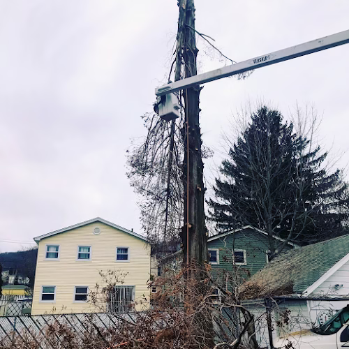 309300 lowest price tree service and arborist consulting