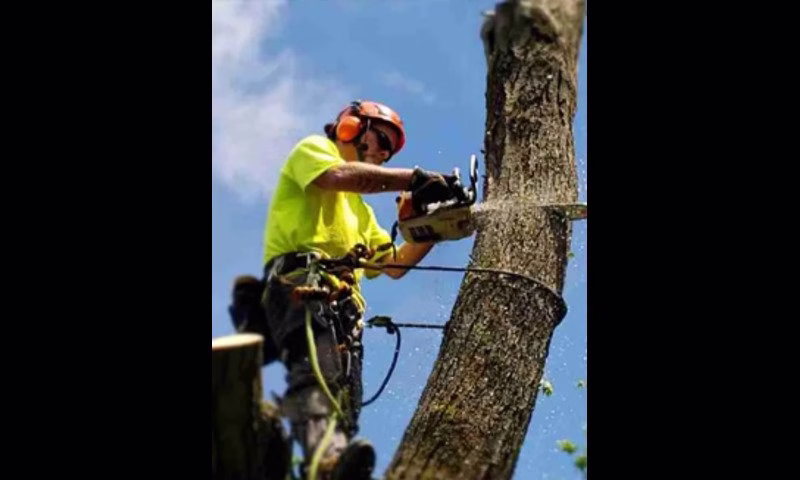 309312 mm tree cutting