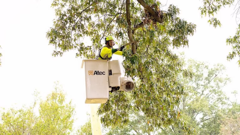 309325 bartlett tree experts 5 768x432