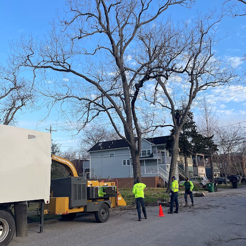 309431 natures tree removal of houston