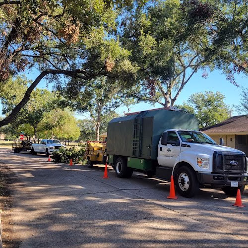 309455 valley oak tree care