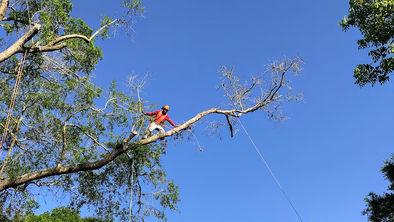 309474 jj garcia professional tree service