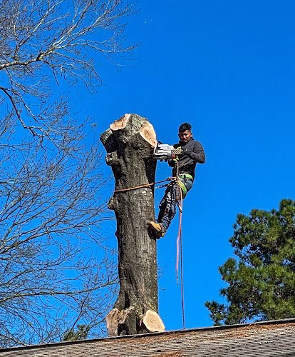 309482 better view tree service