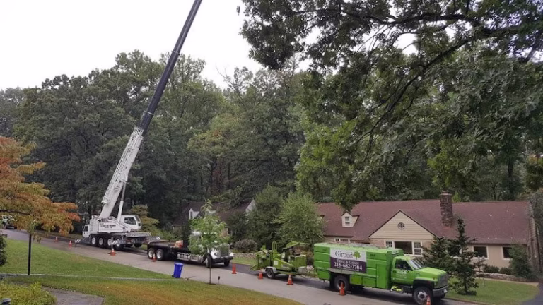 309492 savatree 8211 tree service lawn care 1 768x432