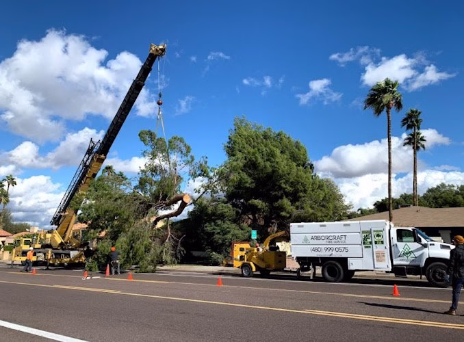 309515 arborcraft tree service phoenix