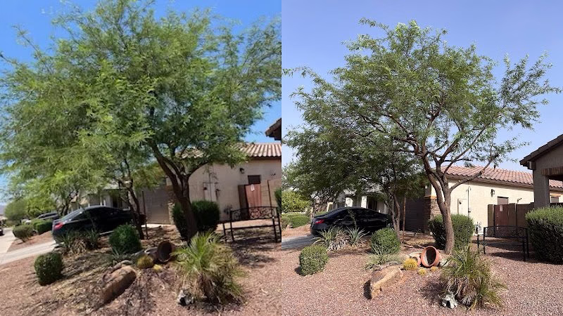 309559 lorenzos tree services