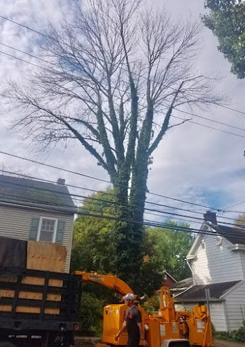 309598 kc tree services llc