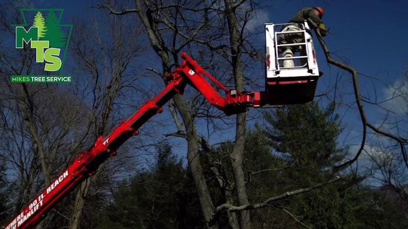 309613 mikes tree service inc