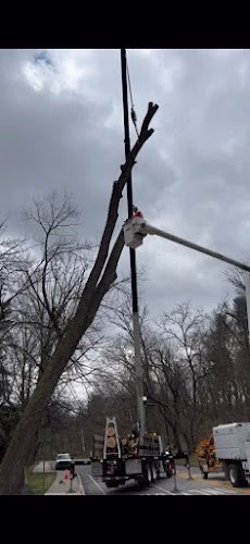 309623 ryan sormilich arborist llc