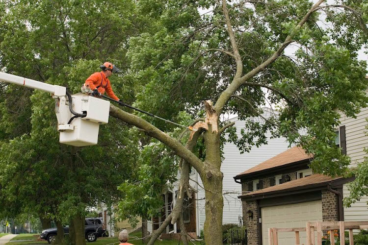 309630 advanced tree care