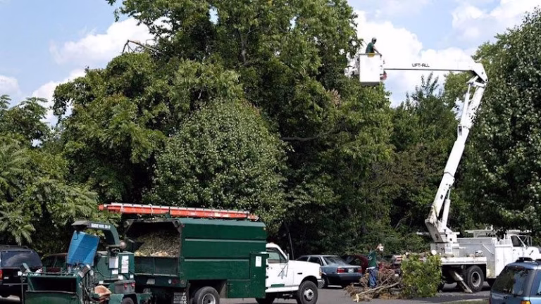 309650 andrew f. gillespie tree service landscape design install 768x432