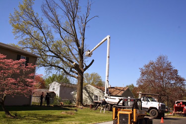 309656 tomahawk tree services