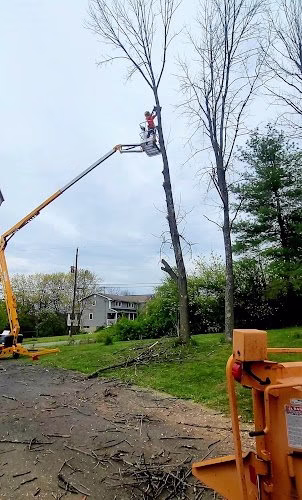 309658 ts trees and trimming