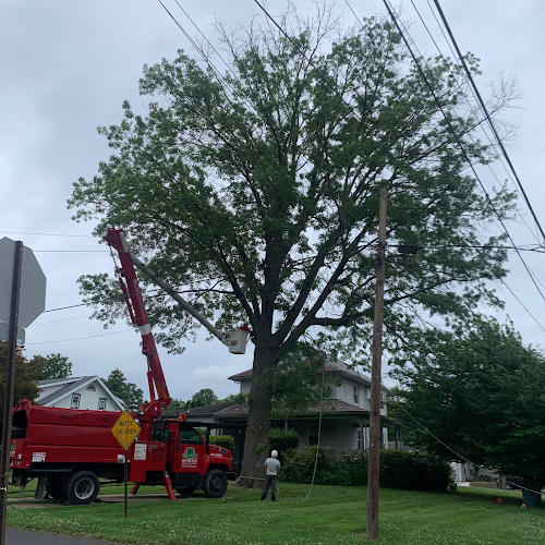 309669 jl tree care services