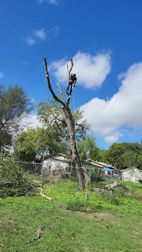 309712 rojos professional tree services