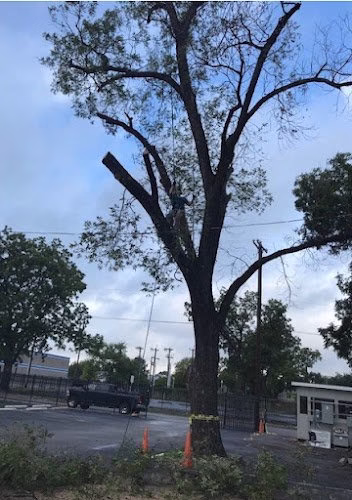 309741 out on a limb tree care