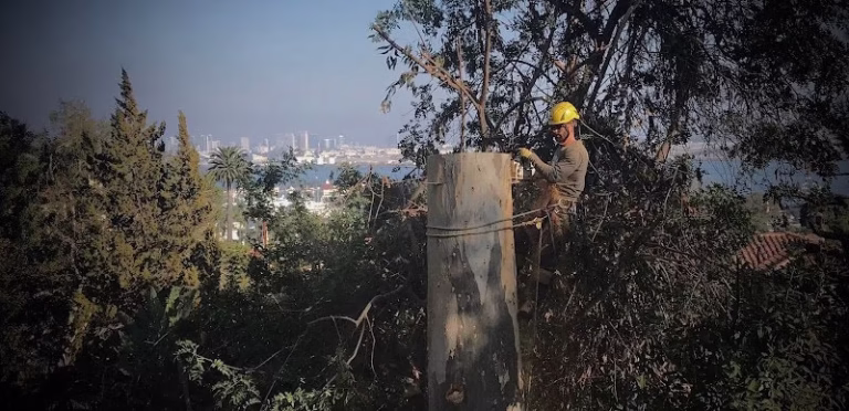 309767 ocean beach arborists 768x372