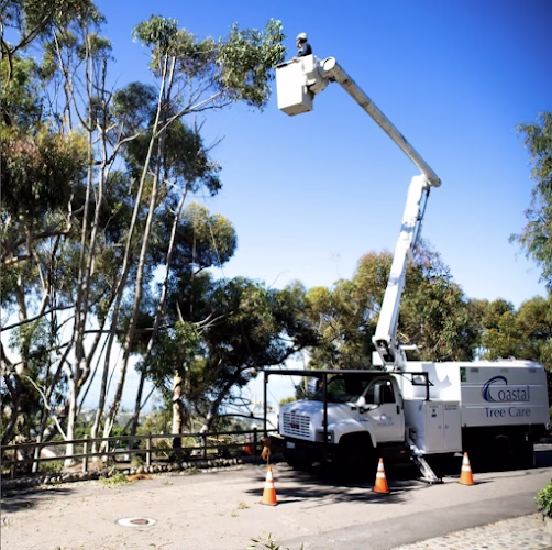 309769 rancho coastal tree 8211 savatree