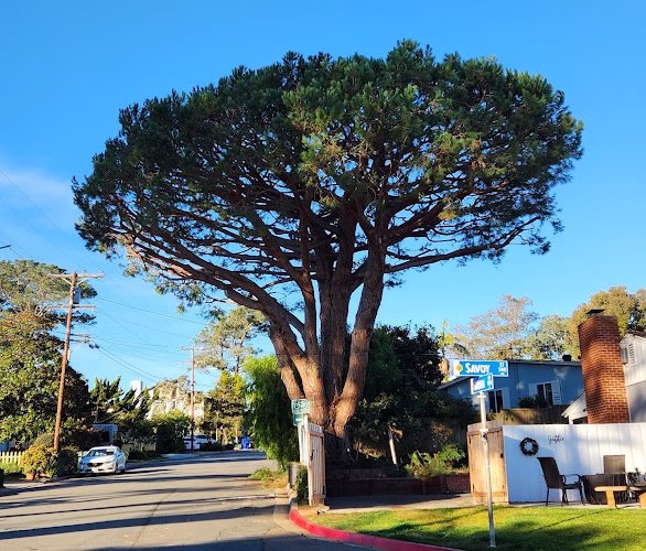 309773 tree loyalty llc